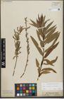 Foto von Salix purpurea L. x Salix viminalis L.